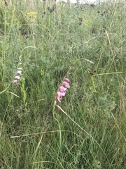 Gladiolus crassifolius