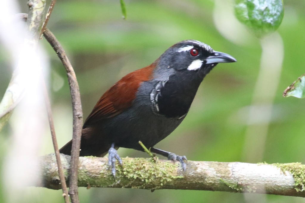 Black-throated Babbler photo