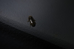 Heterocerus fenestratus