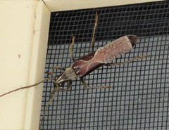 Uracanthus triangularis