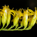 Solidago Subg. Triactis - Photo (c) Douglas Goldman, some rights reserved (CC BY-NC), uploaded by Douglas Goldman