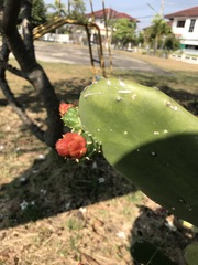 Opuntia cochenillifera