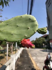 Opuntia cochenillifera