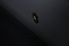 Heterocerus fenestratus