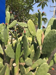 Opuntia cochenillifera