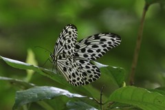 Idea lynceus