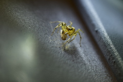 Phintella arenicolor