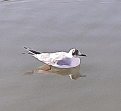 Chroicocephalus ridibundus