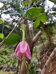 Passiflora tarminiana image