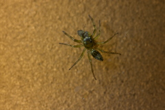 Phintella arenicolor