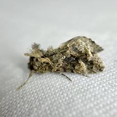 Ctenoplusia furcifera