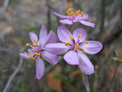 Burchardia rosea