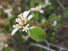 Stenanthemum pomaderroides