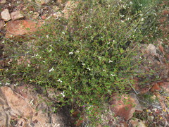 Stenanthemum pomaderroides