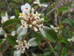 Stenanthemum pomaderroides