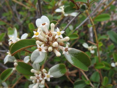 Stenanthemum pomaderroides