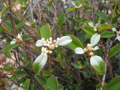 Stenanthemum pomaderroides