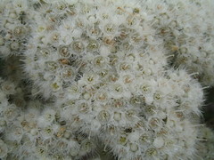 Verticordia polytricha