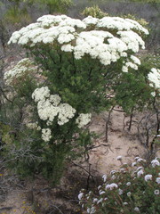 Verticordia polytricha