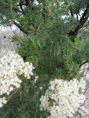 Verticordia polytricha