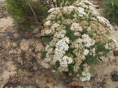 Verticordia polytricha