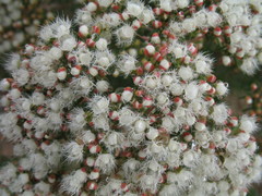 Verticordia polytricha