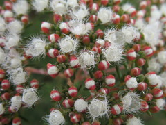 Verticordia polytricha