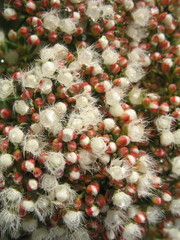 Verticordia polytricha