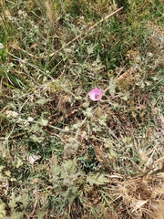 Sphaeralcea mendocina