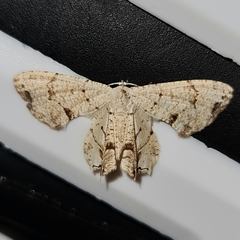 Dysaethria plicata