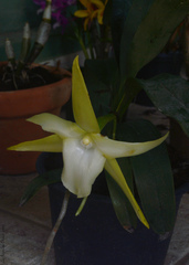 Angraecum sesquipedale