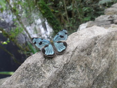 Dynamine postverta mexicana