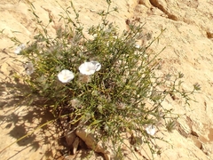 Convolvulus virgatus