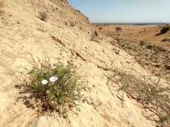 Convolvulus virgatus