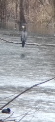 Phalacrocorax carbo