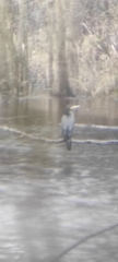 Phalacrocorax carbo