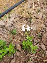 Pitraea cuneato-ovata