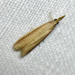 Emmalocera