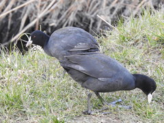 Fulica atra