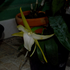 Angraecum sesquipedale