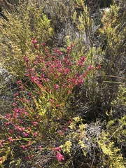 Erica rhopalantha