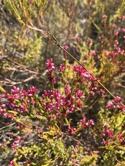 Erica rhopalantha