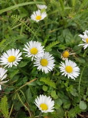 Bellis perennis