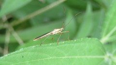Stenocoris