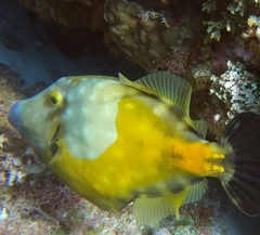 Cantherhines macrocerus