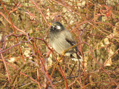 Spodiopsar cineraceus