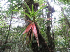 Tillandsia multicaulis