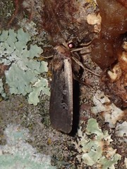 Ochropleura implecta