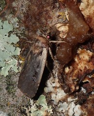 Ochropleura implecta
