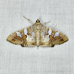 Glyphodes cosmarcha